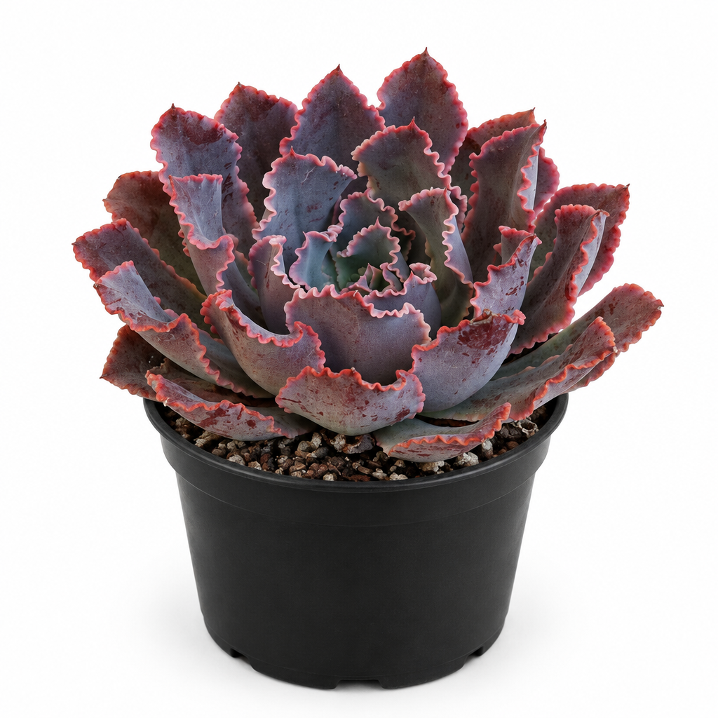 Echeveria Neon Breakers ruffled rosette in a black 4-inch grow pot on white
