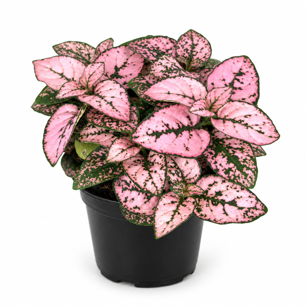 Rose Splash pink polka dot plant in black 3.5-inch nursery pot on white