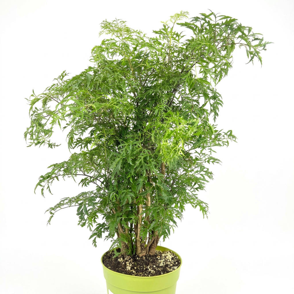 Ming Aralia Stump in a 6-inch nursery pot against a bright studio background