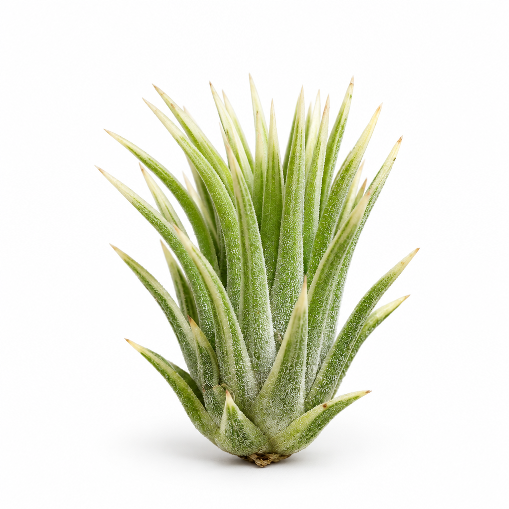 Tillandsia Ionantha Albo-Marginata air plant with pale leaf margins and tips on a white studio background