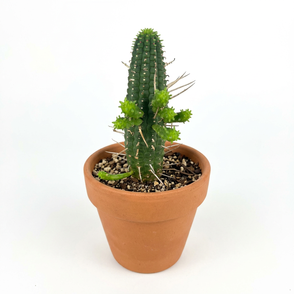Corn Cob Euphorbia styled in terracotta on white; decorative pot sold separately, plant ships in a nursery pot.