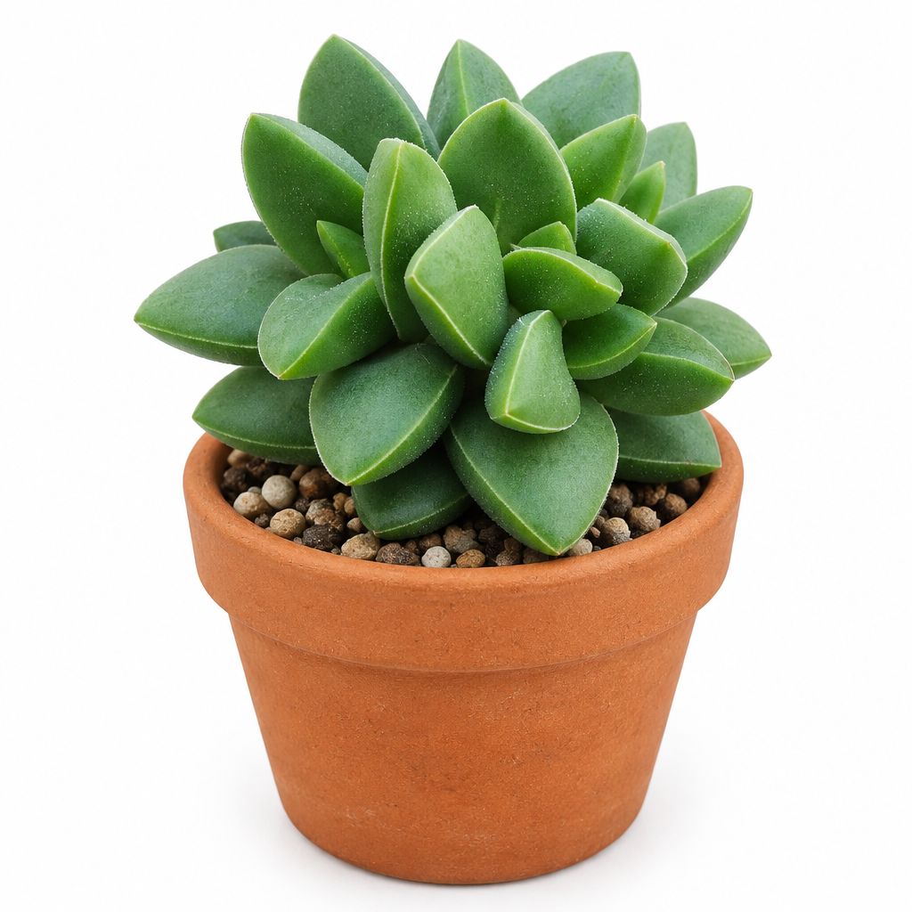 Crassula Springtime succulent directly planted in a terracotta pot on a white background