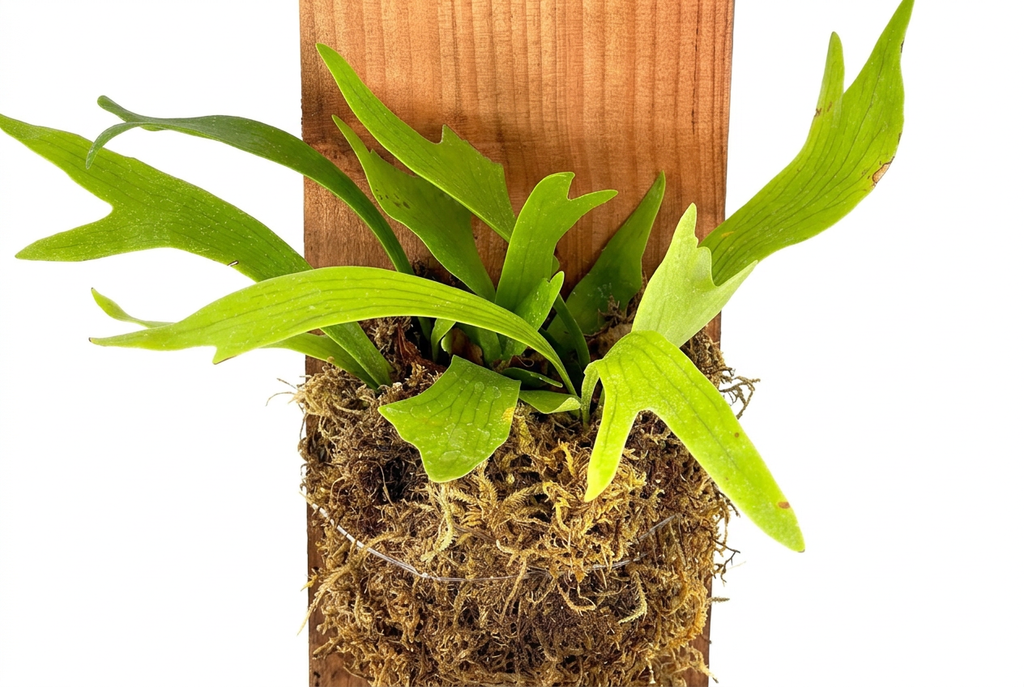 Close-up of staghorn fern antler-shaped fronds and moss-wrapped root ball secured to a natural wood plank.