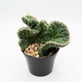 Emerald Idol crested cactus with folded green fans in a 3.5-inch nursery pot against a white studio background