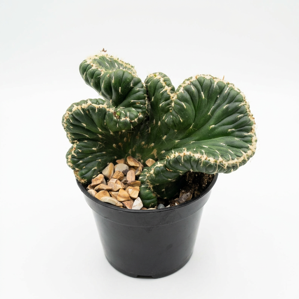 Emerald Idol crested cactus with folded green fans in a 3.5-inch nursery pot against a white studio background
