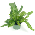 Crocodile Fern with textured green fronds in a 6-inch nursery pot against a white studio background