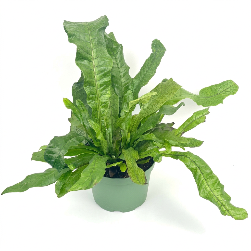 Crocodile Fern with textured green fronds in a 6-inch nursery pot against a white studio background