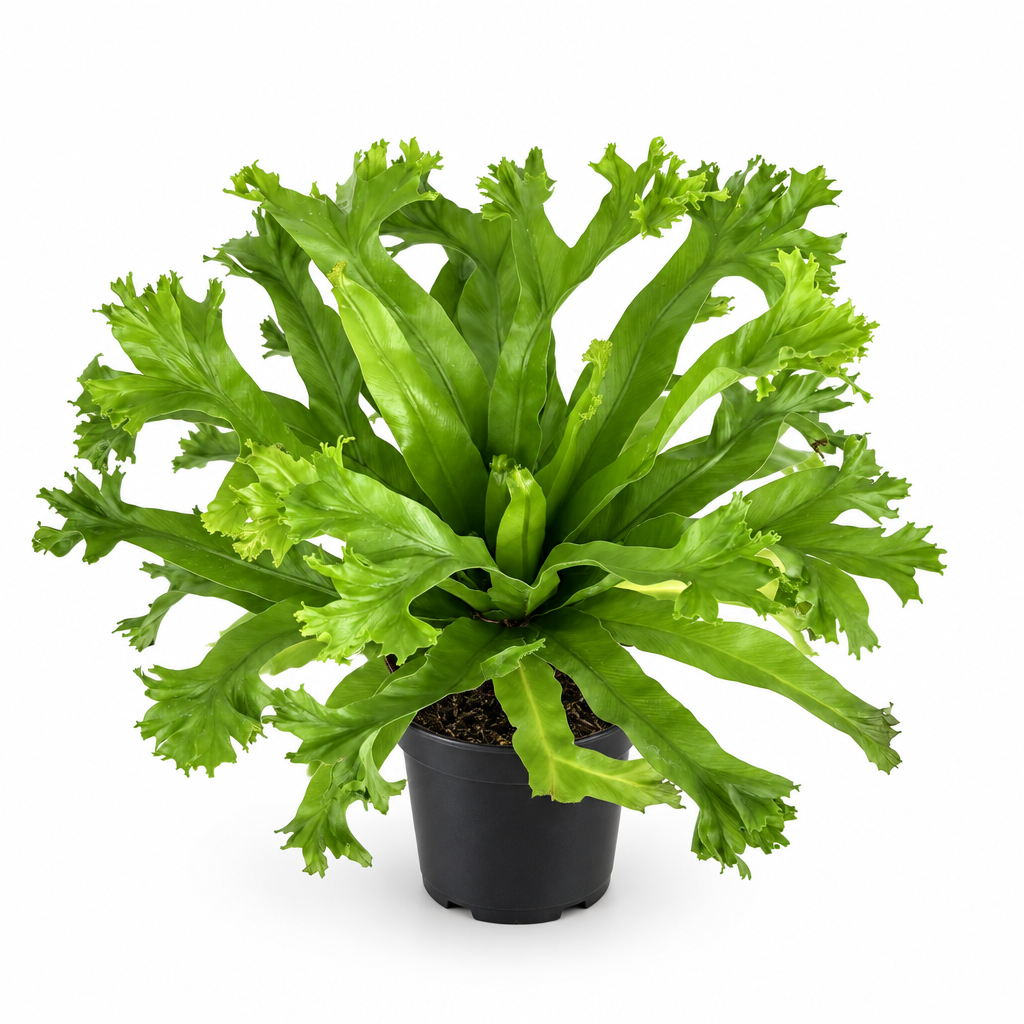 Japanese bird’s nest fern Crissie with rippled green fronds in black 4-inch nursery pot