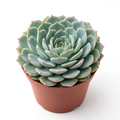 Echeveria Minima Bella with a blue-green rosette and pink tips in a 4-inch nursery pot against a white background