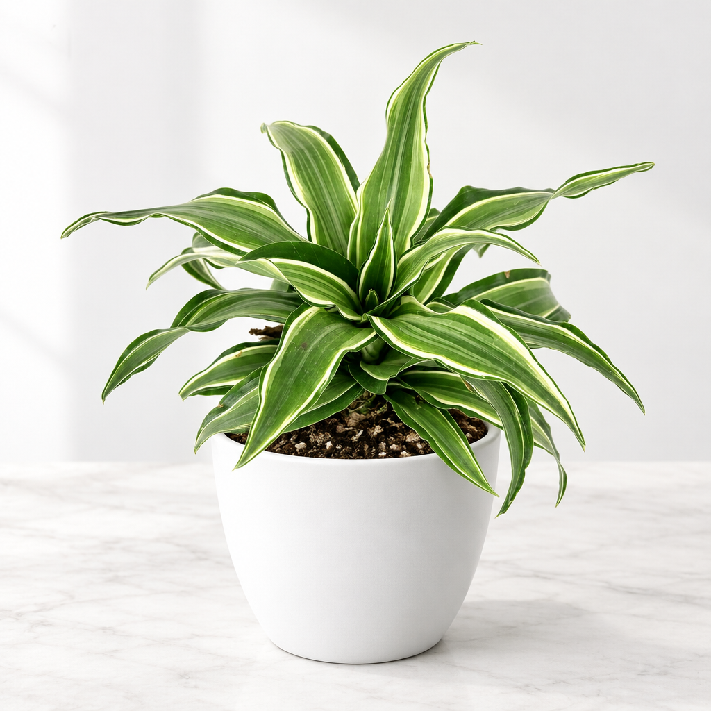 Dracaena Kanzii styled in white Basel 4.7-inch planter, sold separately