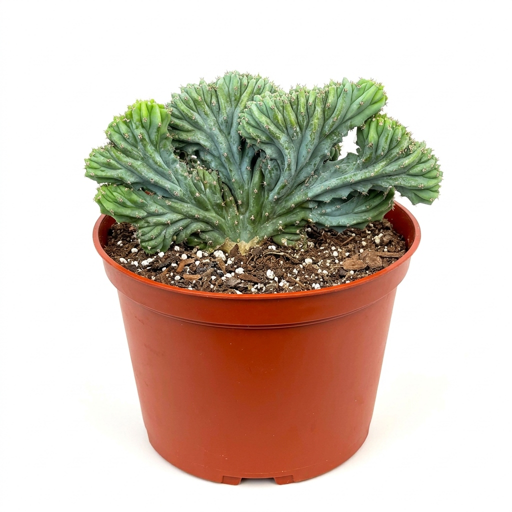 Crested Blue Candle cactus with blue-green folded fans in a 6-inch nursery pot on a white background.