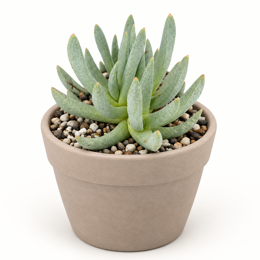 Ebracteola wilmaniae directly planted in taupe terracotta on white