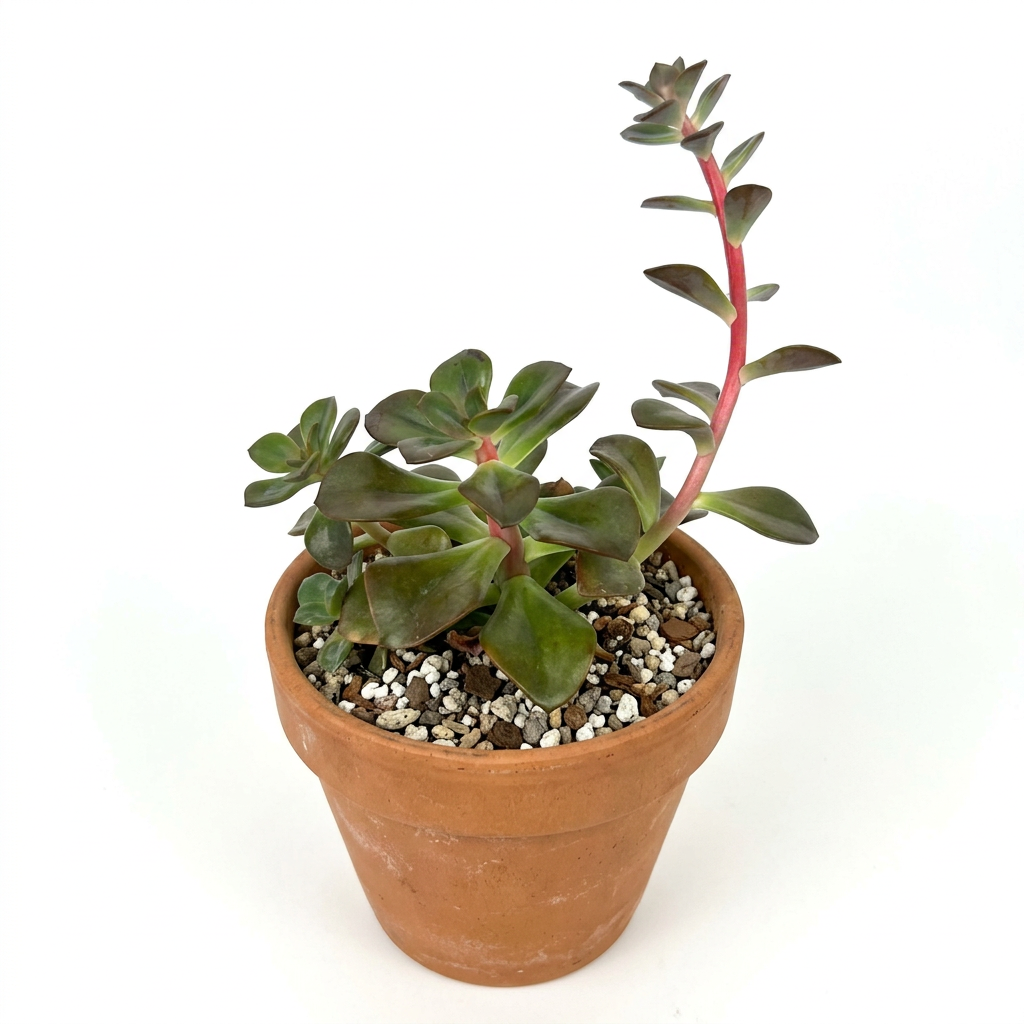 Echeveria Chroma styled in a classic terracotta pot on white; terracotta pot sold separately