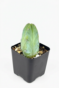 Young Blue Candle Cactus with upright blue-green ribs in a square black 2-inch nursery pot on white.