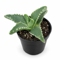 Tiger Jaw Faucaria tigrina succulent in a black 2.5-inch nursery pot on white