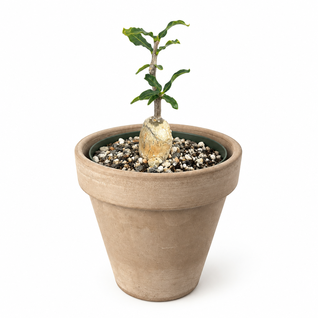 Fockea crispa caudiciform with visible swollen base in a muted taupe terracotta pot on white