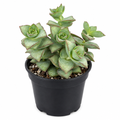 Ivory Pagoda Crassula perforata hybrid with stacked blue-green leaves and red margins in a 4-inch black nursery pot