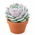 Echeveria Lola succulent directly planted in a warm terracotta pot on a white background