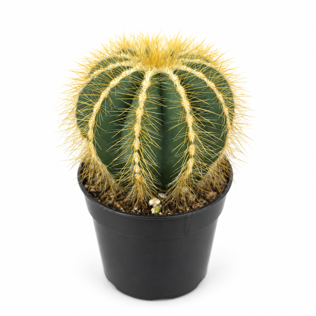 Balloon Cactus with golden spines in a black nursery pot on a white background