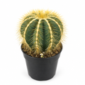 Balloon Cactus with golden spines in a black nursery pot on a white background