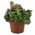 Chain Plant Tradescantia navicularis in 4-inch nursery pot on white
