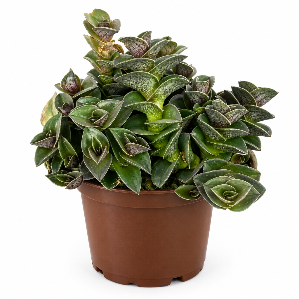 Chain Plant Tradescantia navicularis in 4-inch nursery pot on white