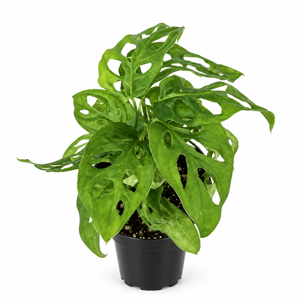 Philodendron adansonii with naturally perforated green leaves in 4-inch nursery pot