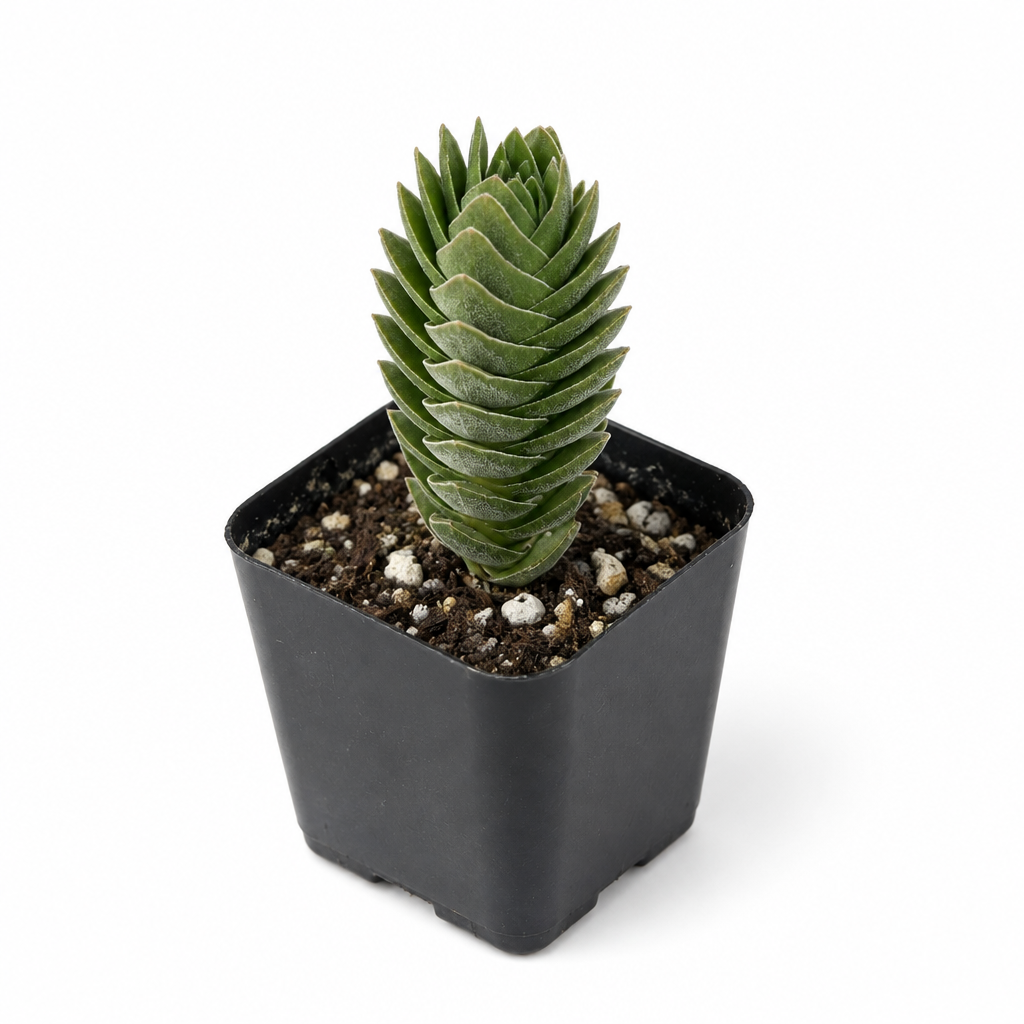 Single Buddha’s Temple Crassula column in a black 4-inch nursery grow pot on white