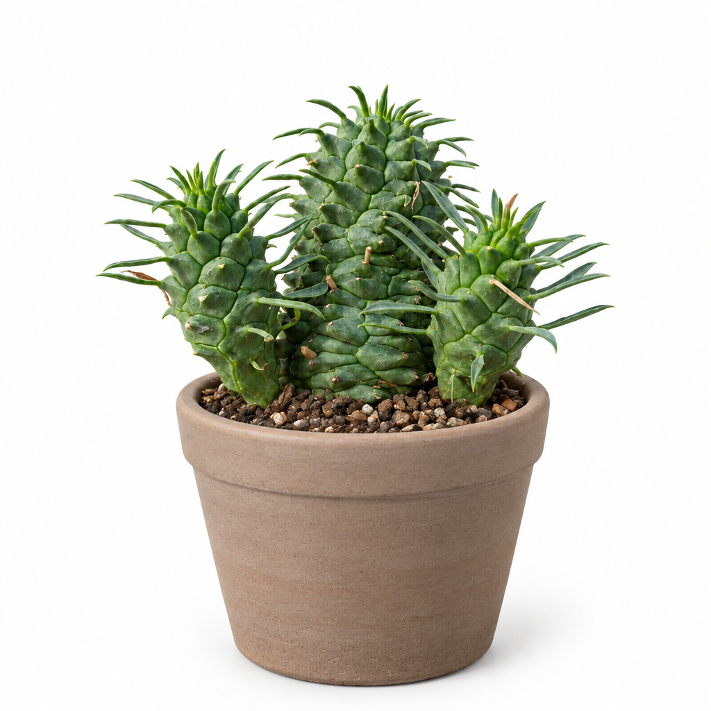 Euphorbia spiralis directly planted in a taupe terracotta pot on a white background
