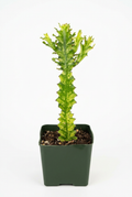 Variegated Euphorbia with upright green-and-cream ridged stems in a square green 5-inch nursery pot on white.