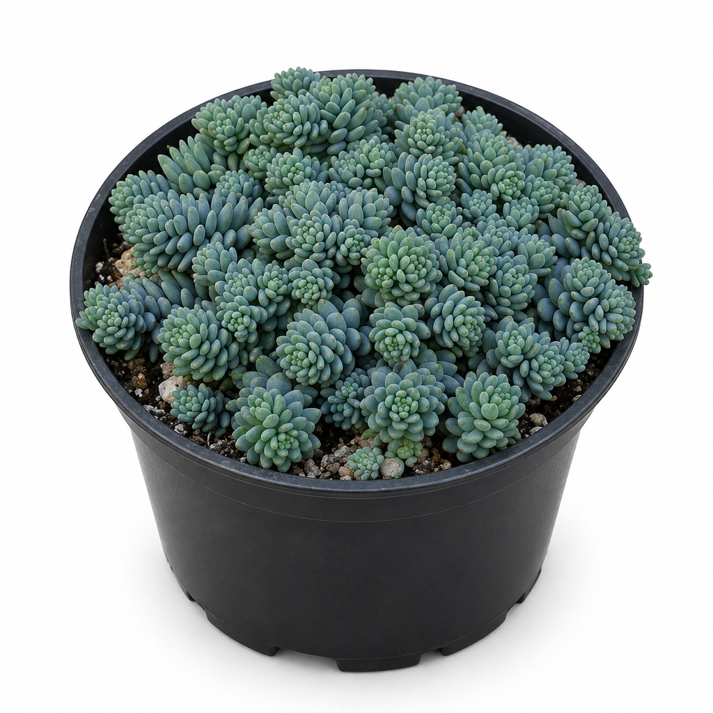 Blue Tear Sedum dasyphyllum Major cluster in a black nursery pot on a white background