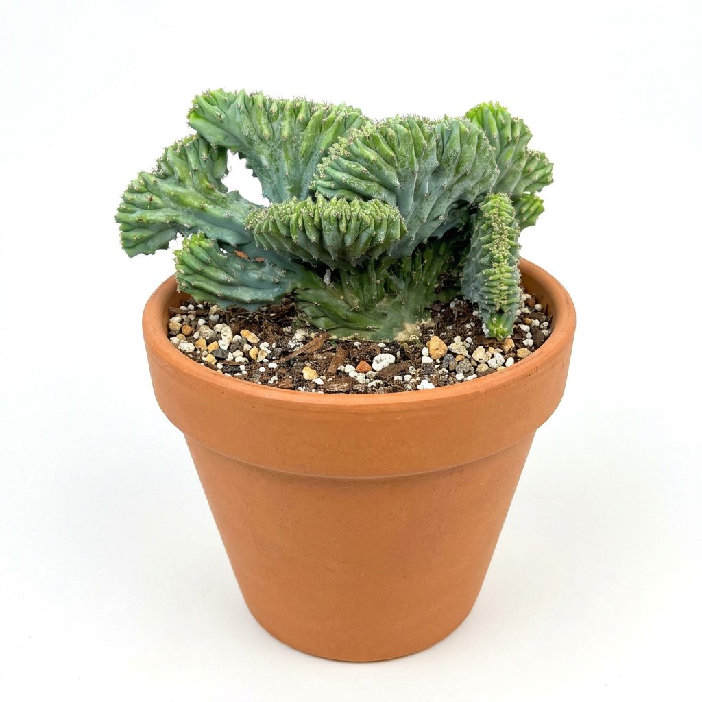 Crested Blue Candle cactus styled directly in terracotta on white; decorative pot sold separately, plant ships in nursery pot.