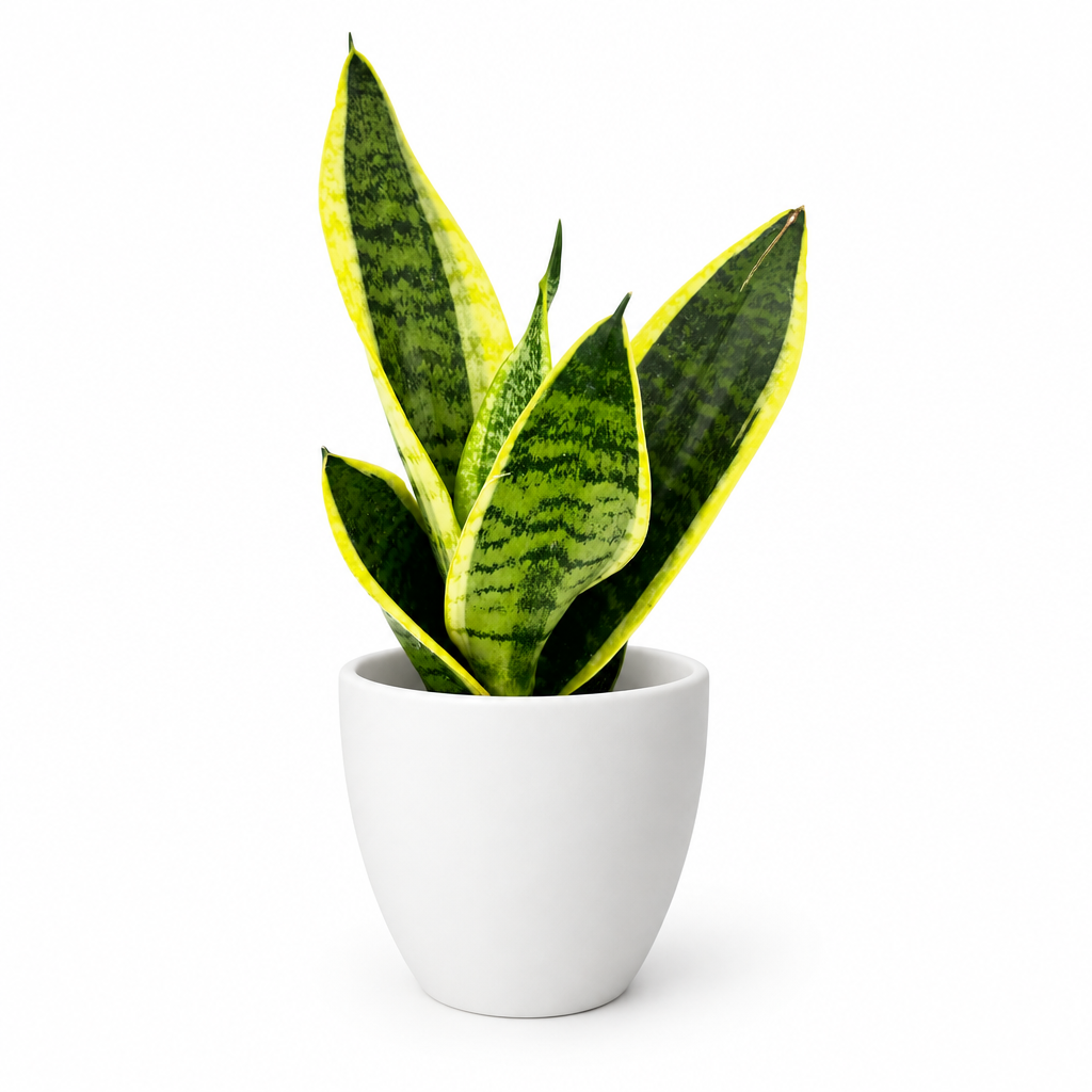 Sansevieria Futura Superba styled in a white BASEL 4.7-inch planter on a white background; planter sold separately