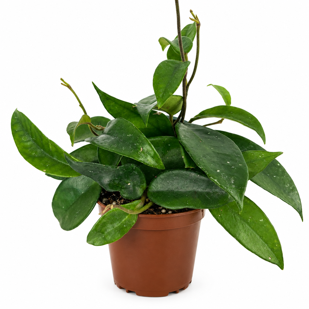 Hoya carnosa wax plant with green foliage in a 4-inch nursery pot on white