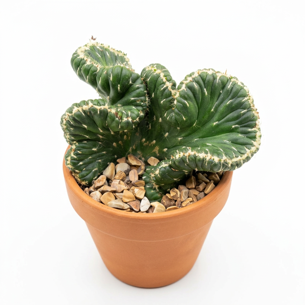 Emerald Idol crested cactus styled in a terracotta pot against a white studio background; decorative pot sold separately