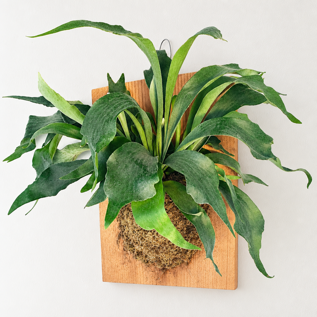 Angled view of an XL Staghorn Fern showing the moss root ball and wooden wall-mount plaque