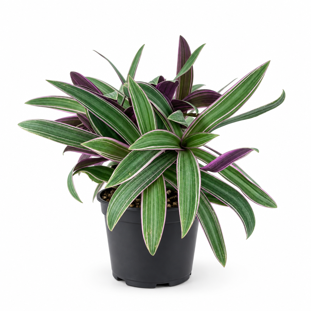 Moses in the Cradle plant in a nursery pot on a white background