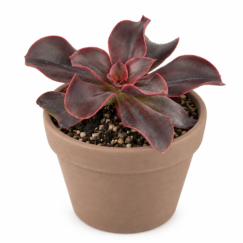 Red Barron Echeveria styled in taupe terracotta pot; decorative pot not included
