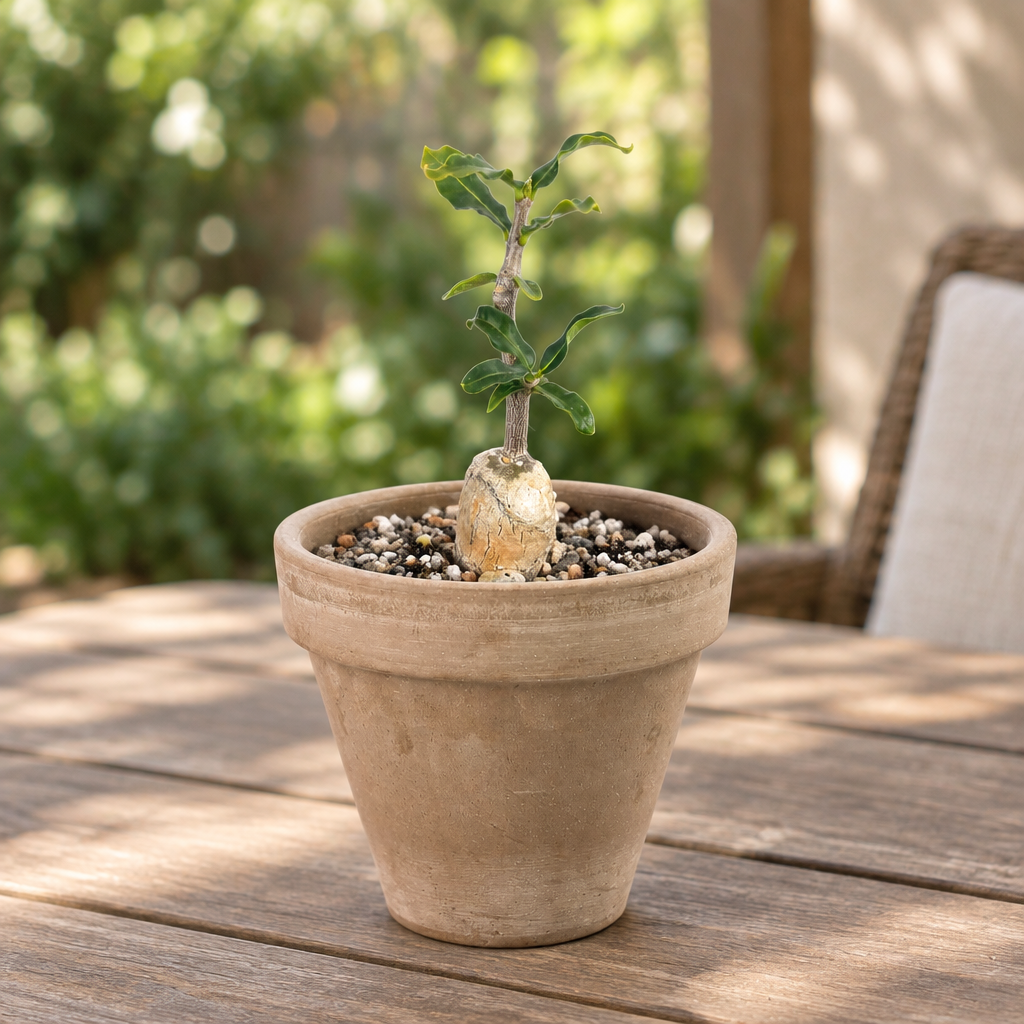 Fockea crispa succulent with exposed caudex in muted taupe terracotta on a sheltered patio