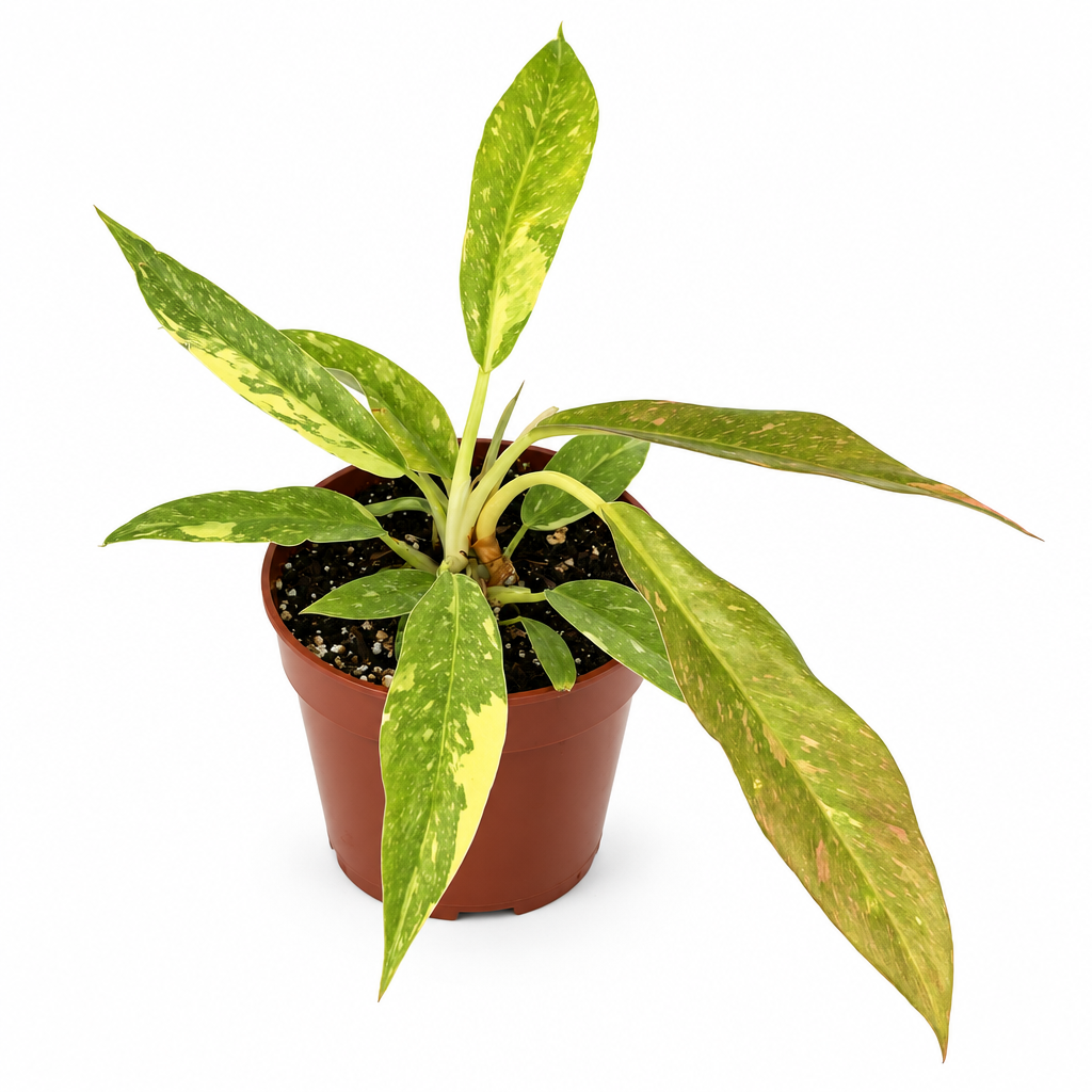 Philodendron Ring of Fire in a brown nursery grow pot on a white background