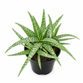 Aloe White Beauty succulent with white-marked green leaves in a black 4-inch nursery pot on white