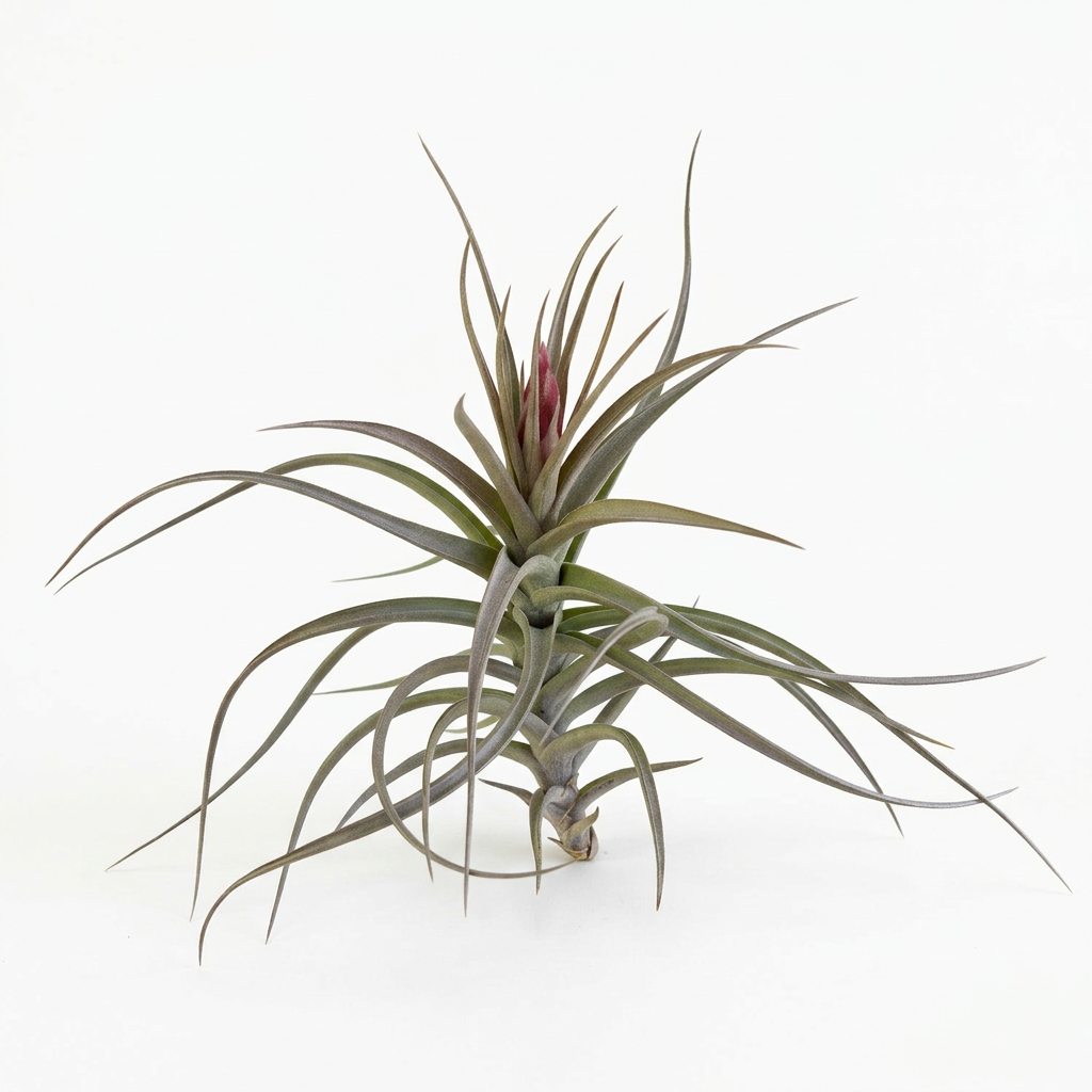 Tillandsia aeranthos Purple Giant air plant with arching green-purple leaves and a developing bloom on white