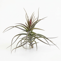Tillandsia aeranthos Purple Giant air plant with arching green-purple leaves and a developing bloom on white