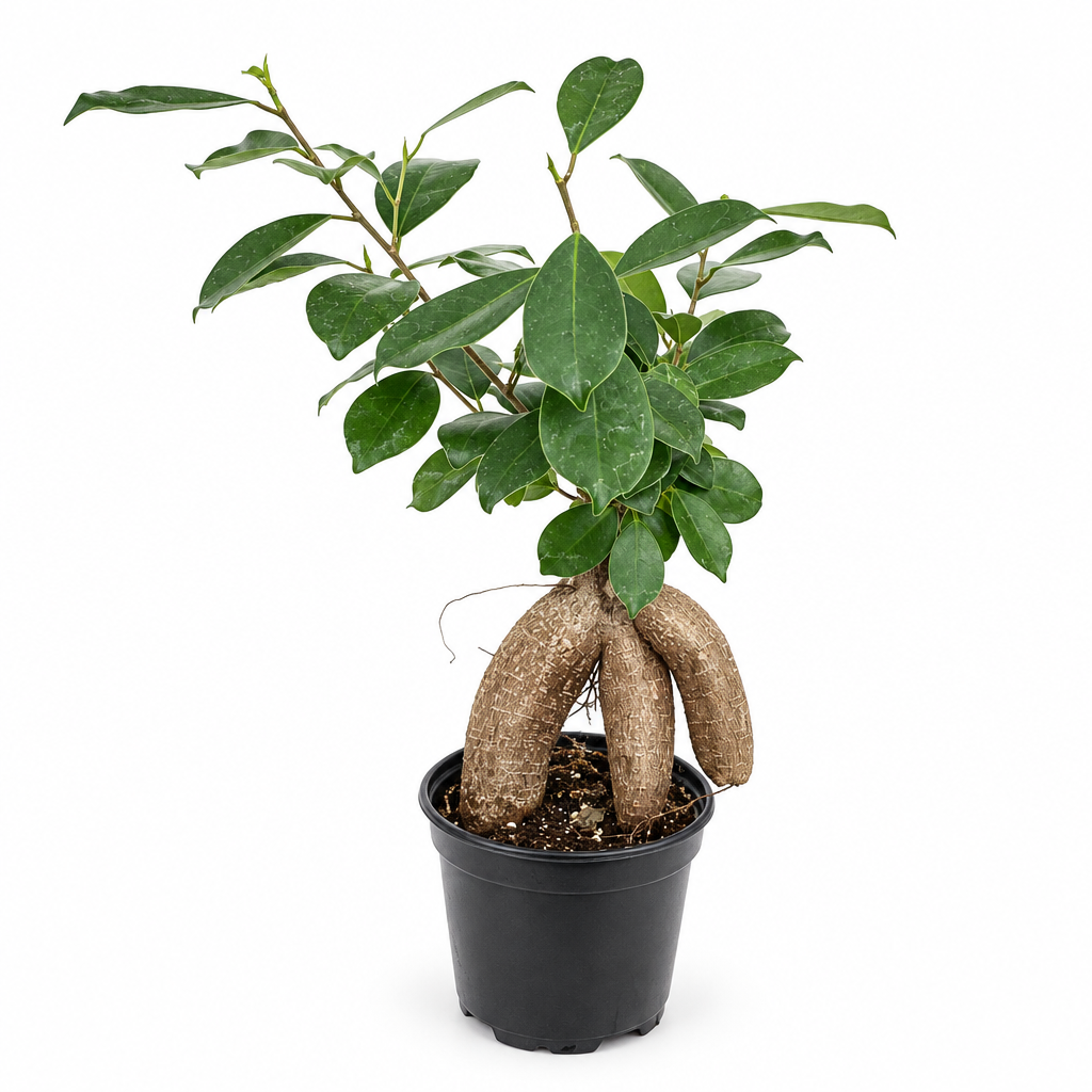 Ginseng Ficus with sculptural exposed roots in black 4-inch nursery pot on white