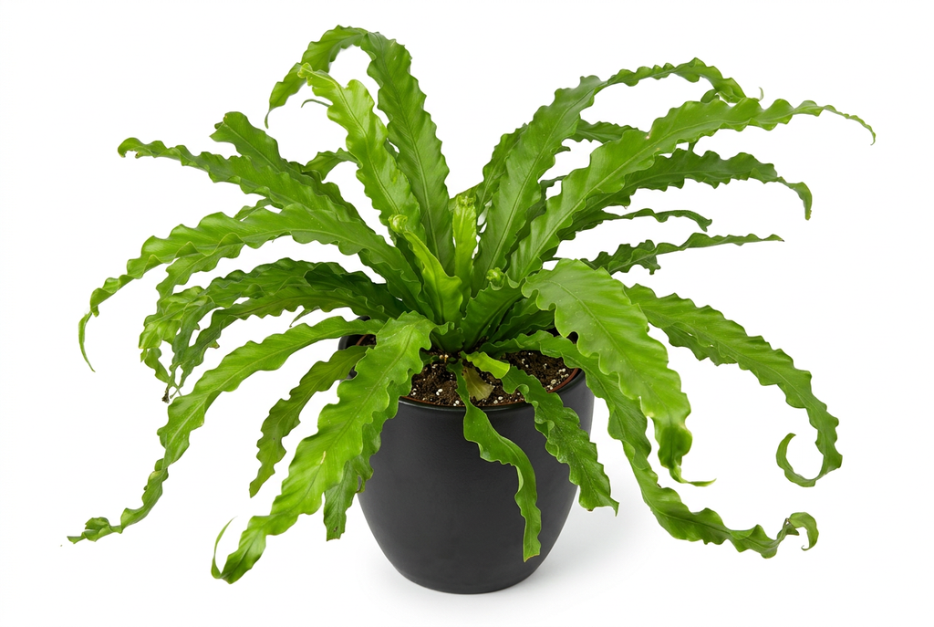 Victoria Bird’s Nest Fern styled in a black BASEL planter on a white background; decorative planter sold separately