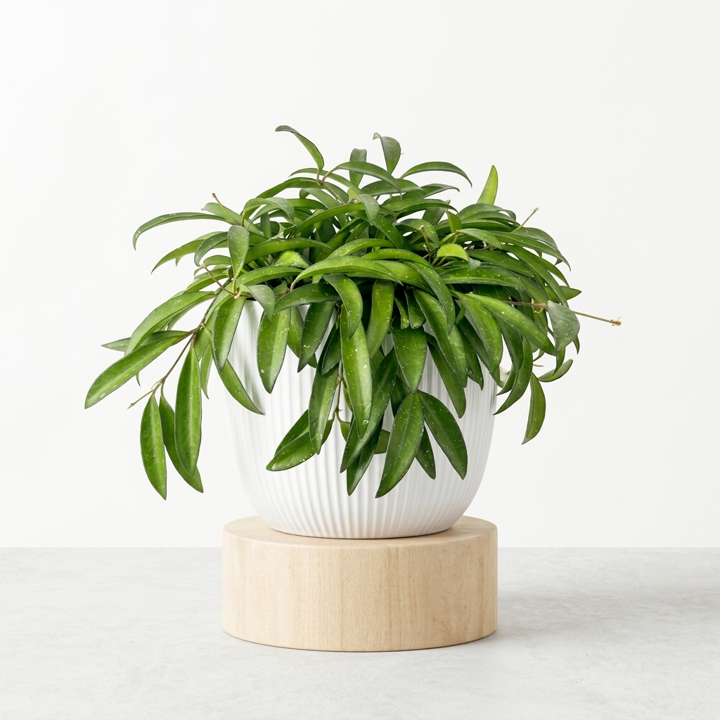 Hoya Wayetii styled in a white BASEL decorative planter, sold separately