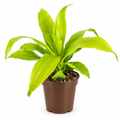 Young Dracaena Limelight with lime-green leaves in 4-inch nursery pot on white