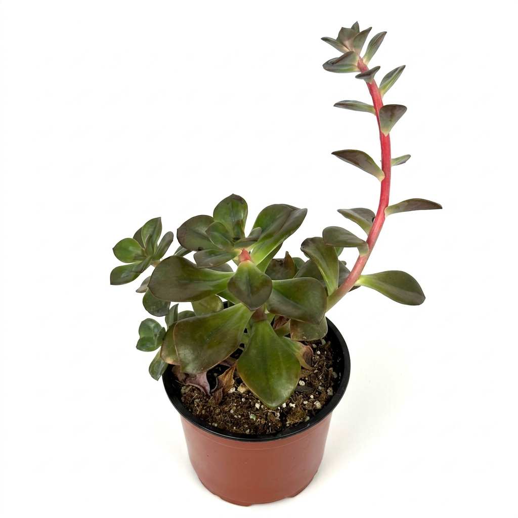 Echeveria Chroma with green-bronze rosettes and a tall red stalk in a 4-inch nursery pot on white