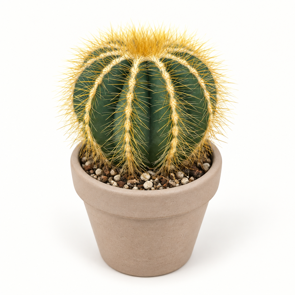Balloon Cactus directly planted in a taupe terracotta pot on white