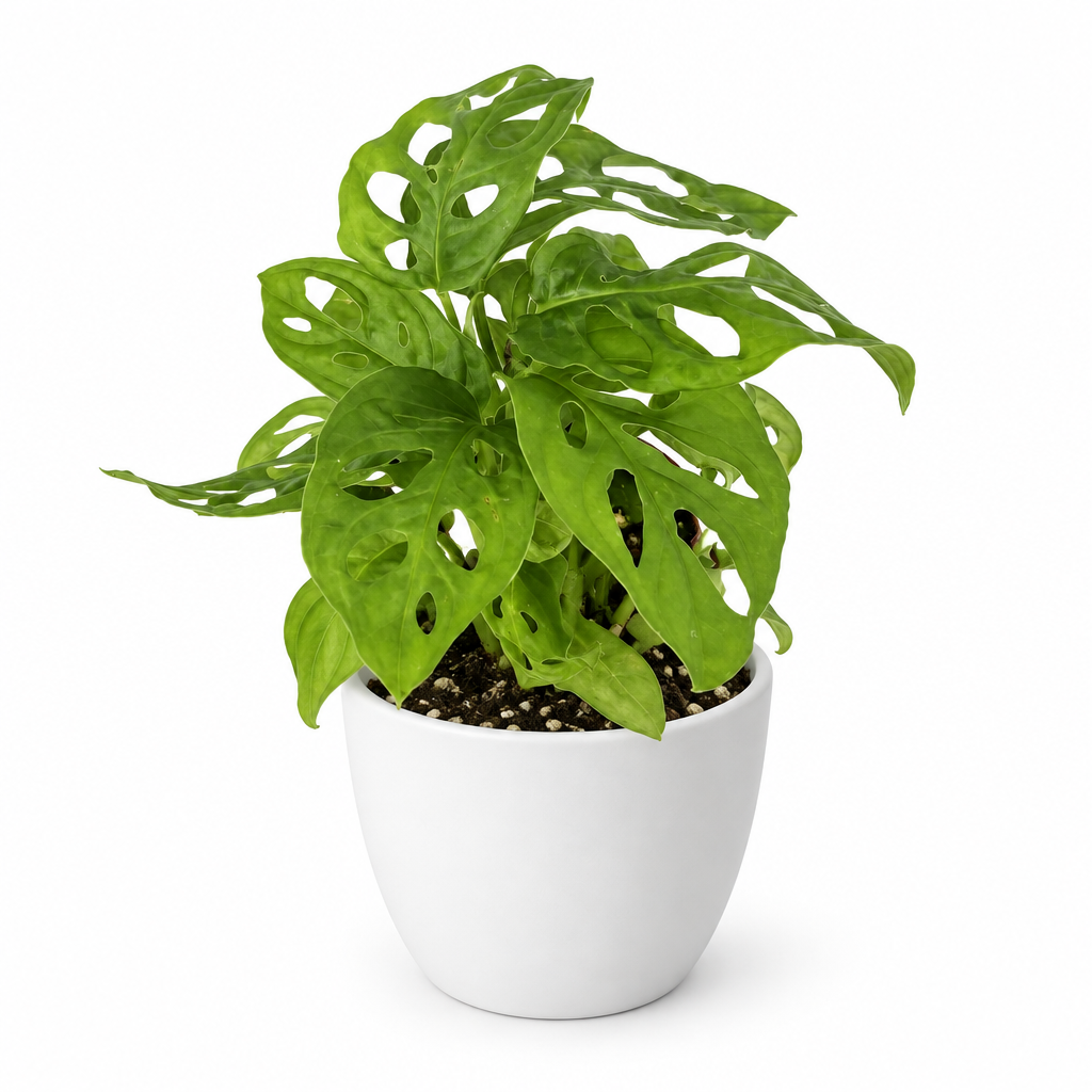 Philodendron adansonii Swiss Cheese Plant styled in separately sold white Basel planter